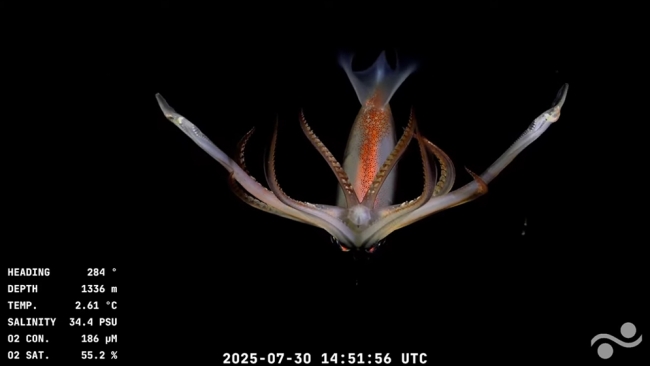 Confirman dos nuevas expediciones para explorar el mar profundo