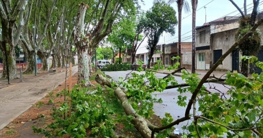 Rosario: La tormenta dejó 36 milímetros de agua caída y daños en el arbolado