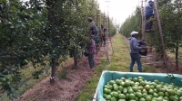 Productores de Río Negro y Neuquén, piden frenar la importación frutas de Chile