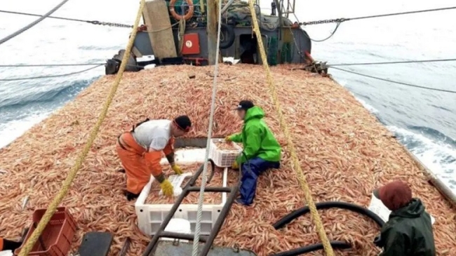 Desde este miércoles se habilitó la pesca comercial de langostino