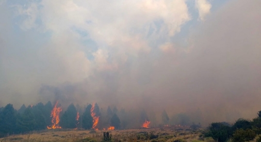 Chubut: Las llamas ya consumieron más de 522 hectáreas en el Parque Nacional Los Alerces