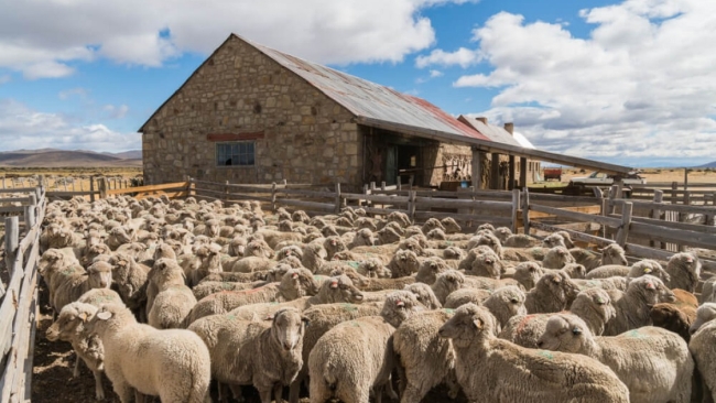 Chubut: Se declaró la alerta sanitaria por sarna ovina