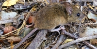 Bariloche: Falleció un hombre diagnosticado con hantavirus en el Hospital Zonal