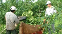 Misiones: La cosecha yerbatera profundiza su caída