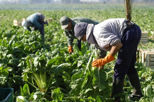 UATRE pidió sostener la compatibilidad entre el trabajo rural y prestaciones sociales