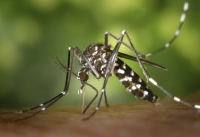 Salud refuerza las acciones para el control del brote de chikungunya
