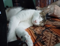 8 de agosto: Día Internacional de los gatos