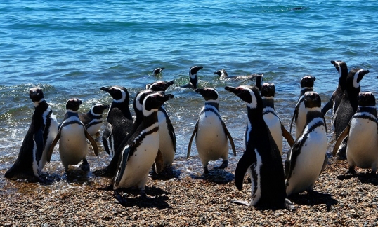 El Conicet realiza un nuevo streaming, esta vez con pingüinos
