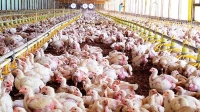 Confirman nuevos casos de influenza aviar altamente patógena