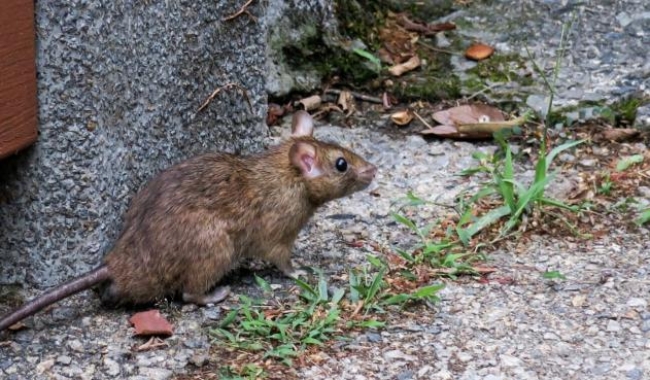 El total de casos de hantavirus en Argentina asciende a 102