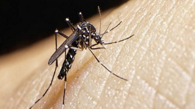 En la UNLP descubren mutaciones que hacen más fuerte al Dengue
