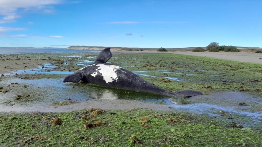 Chubut: Mueren 18 ballenas por una toxina en Pirámides